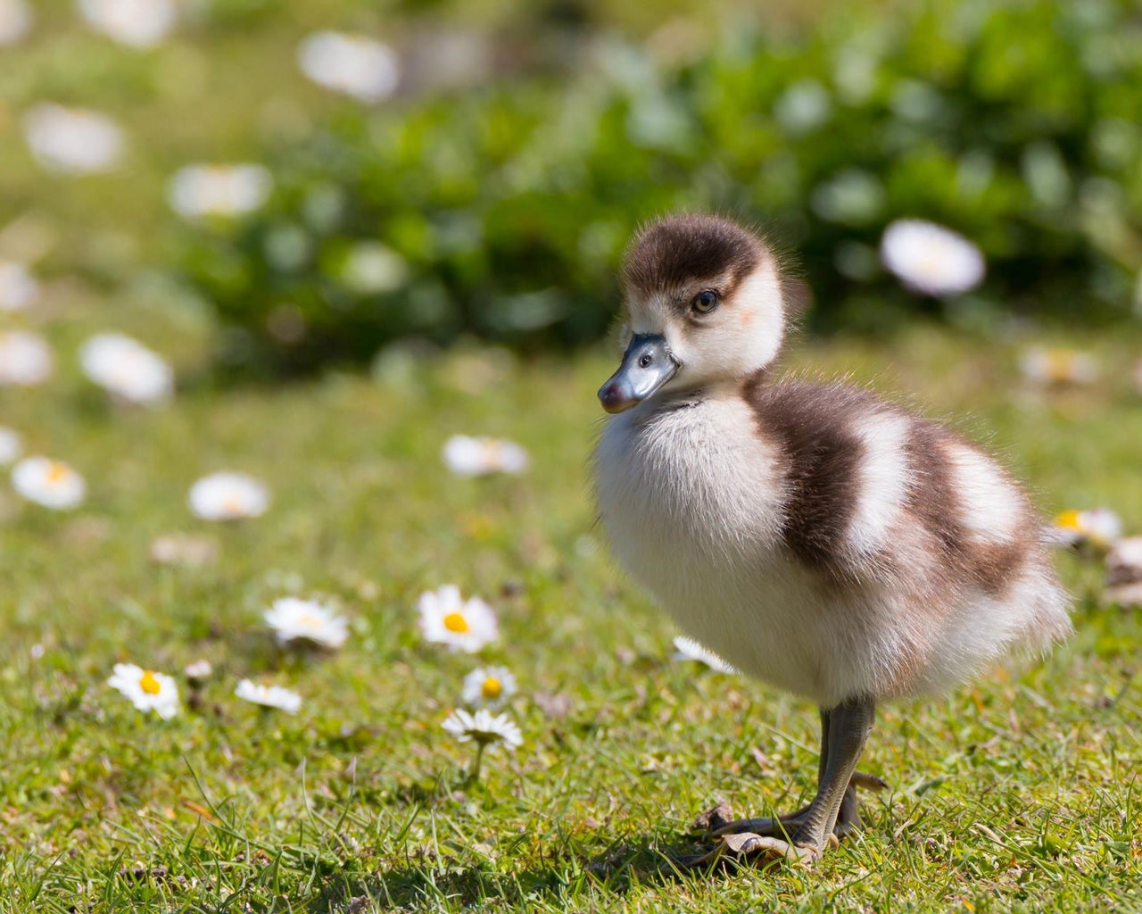 Duck Repellents and Deterrent Products in Australia Envirobug