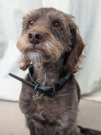 Thumbnail for EnviroPup Classic Dog Collar – With Metal Tag