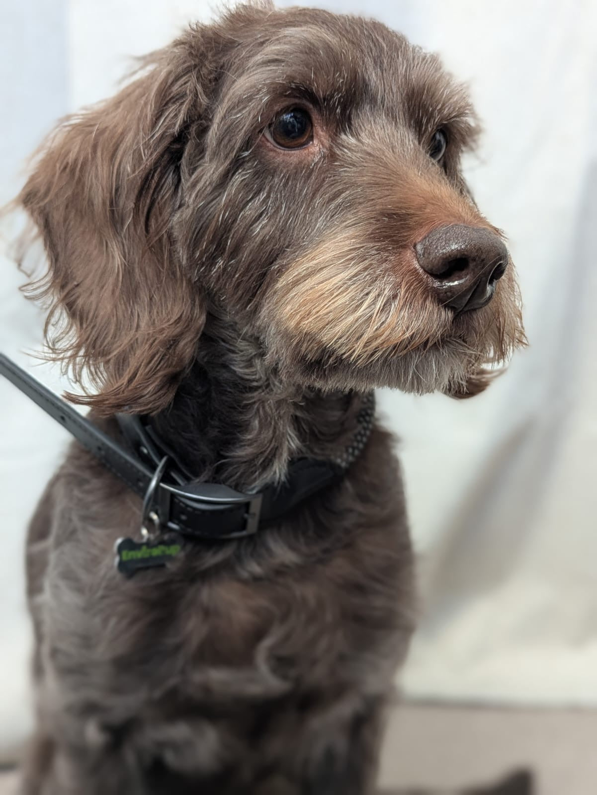 EnviroPup Classic Dog Collar – With Metal Tag