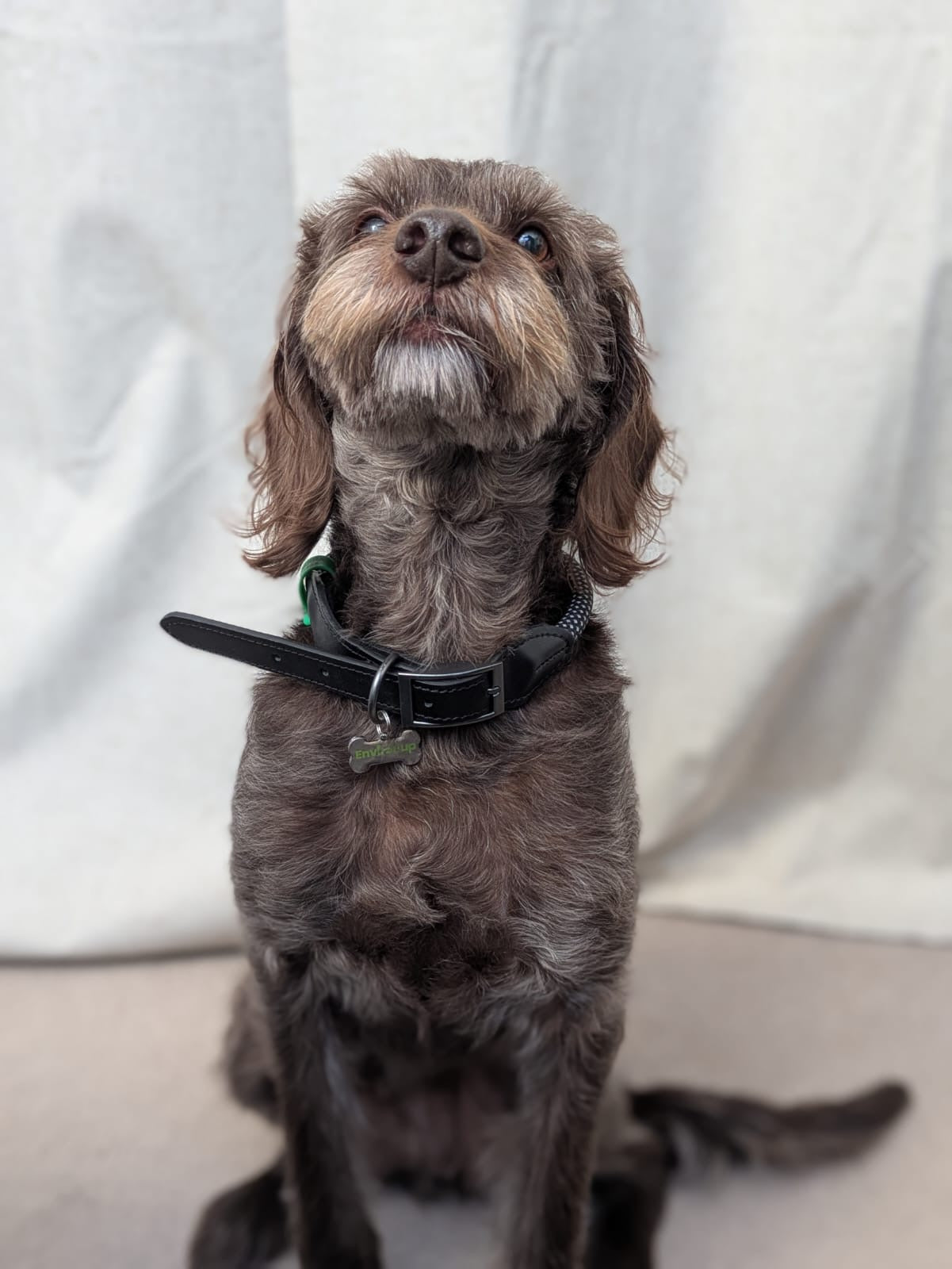 EnviroPup Classic Dog Collar – With Metal Tag