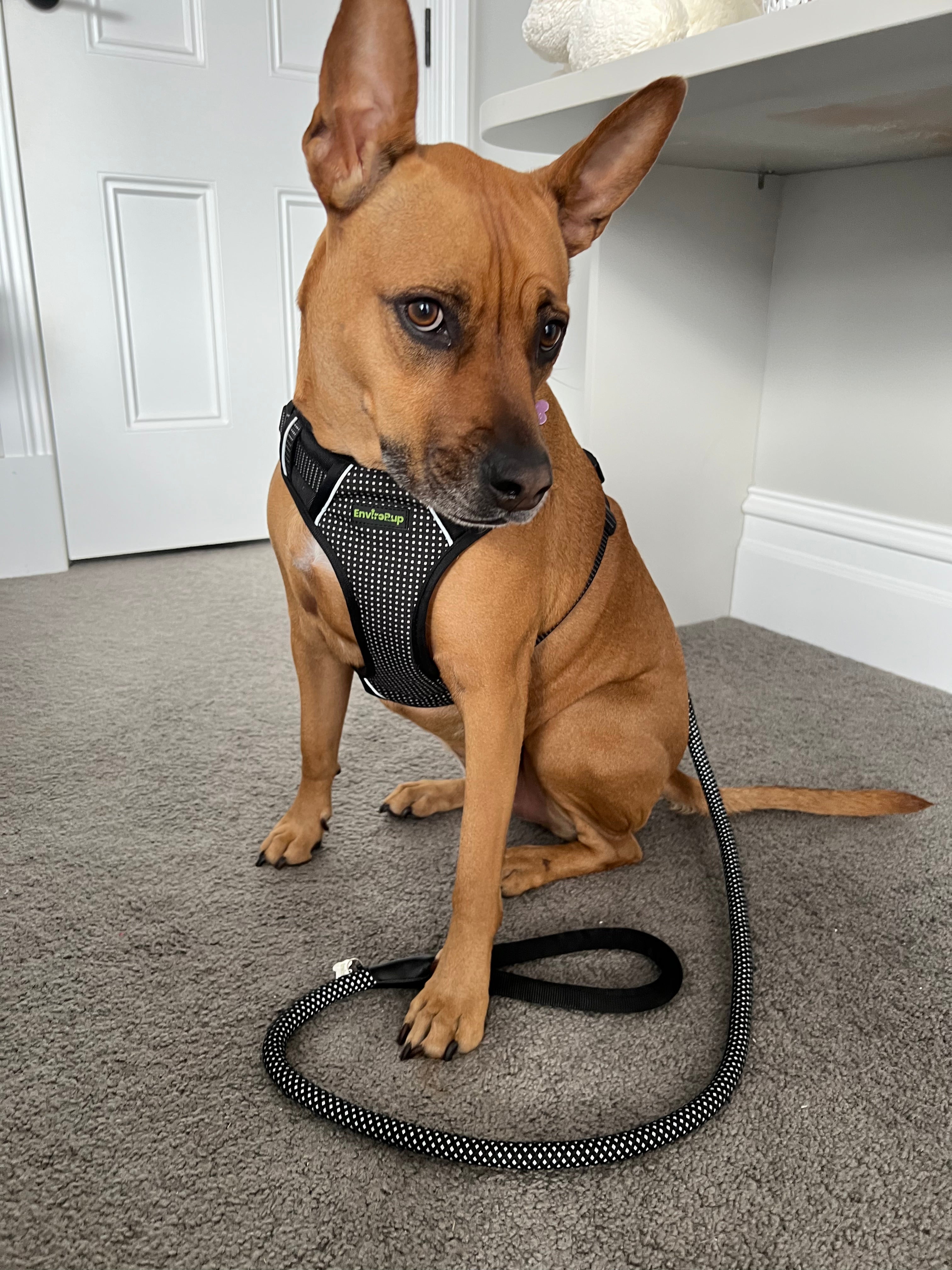 EnviroPup Classic Dog Harness – With Metal Tag - Envirobug