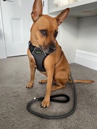 Thumbnail for EnviroPup Classic Dog Harness – With Metal Tag