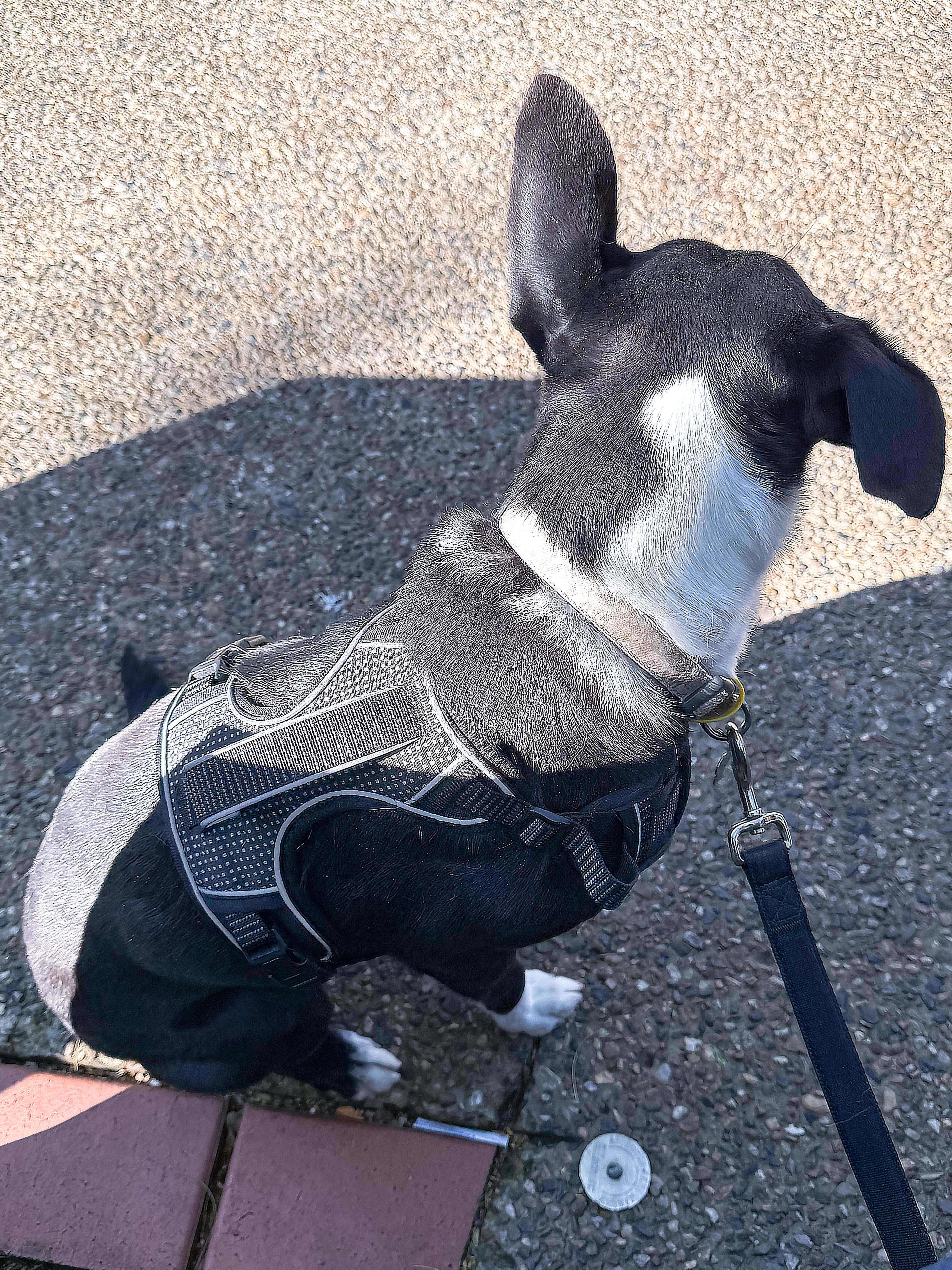 EnviroPup Classic Dog Lead – With Metal Tag - Envirobug