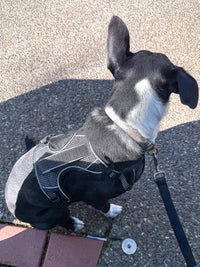 Thumbnail for EnviroPup Classic Dog Lead – With Metal Tag - Envirobug