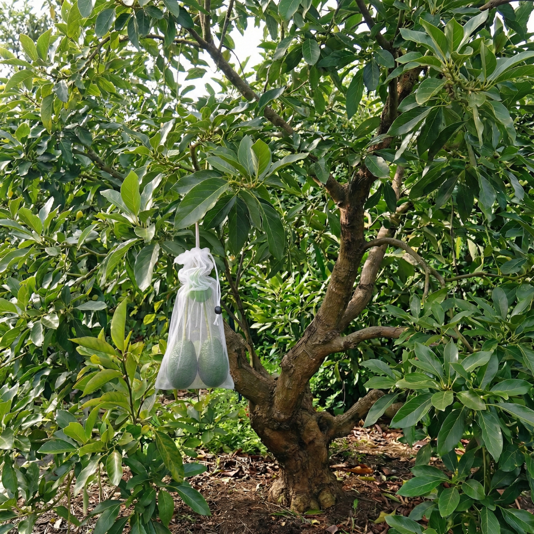 EnviroBug Tree Defender – Fruit Bags (10 Pack) for Bird and Insect - Envirobug