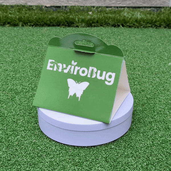 Lure+Stick: Pheromone Traps for Moths - Envirobug