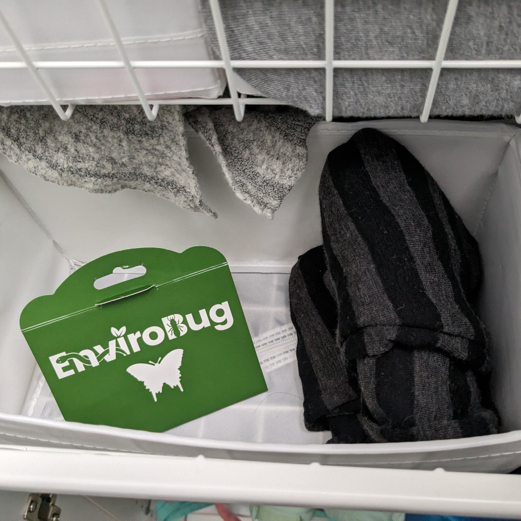 Lure+Stick: Pheromone Traps for Moths - Envirobug