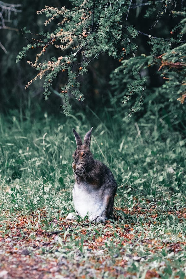 Australian Rabbit Pest Rabbit Repellents and Pest Control Products in Australia – Envirobug