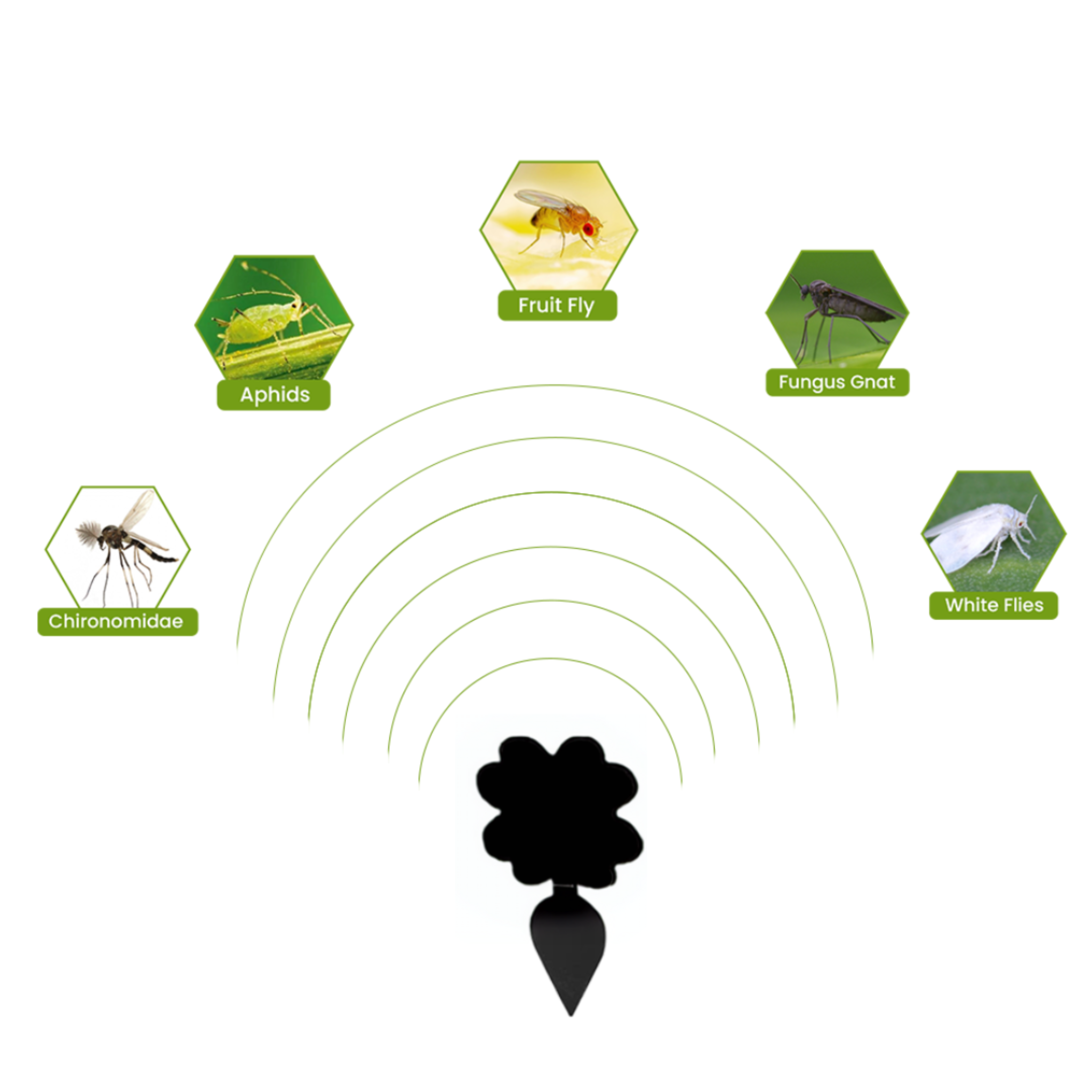 Super Sticky Gnat & Aphid Traps for Potted Plants - Black (12 Pack) - Envirobug