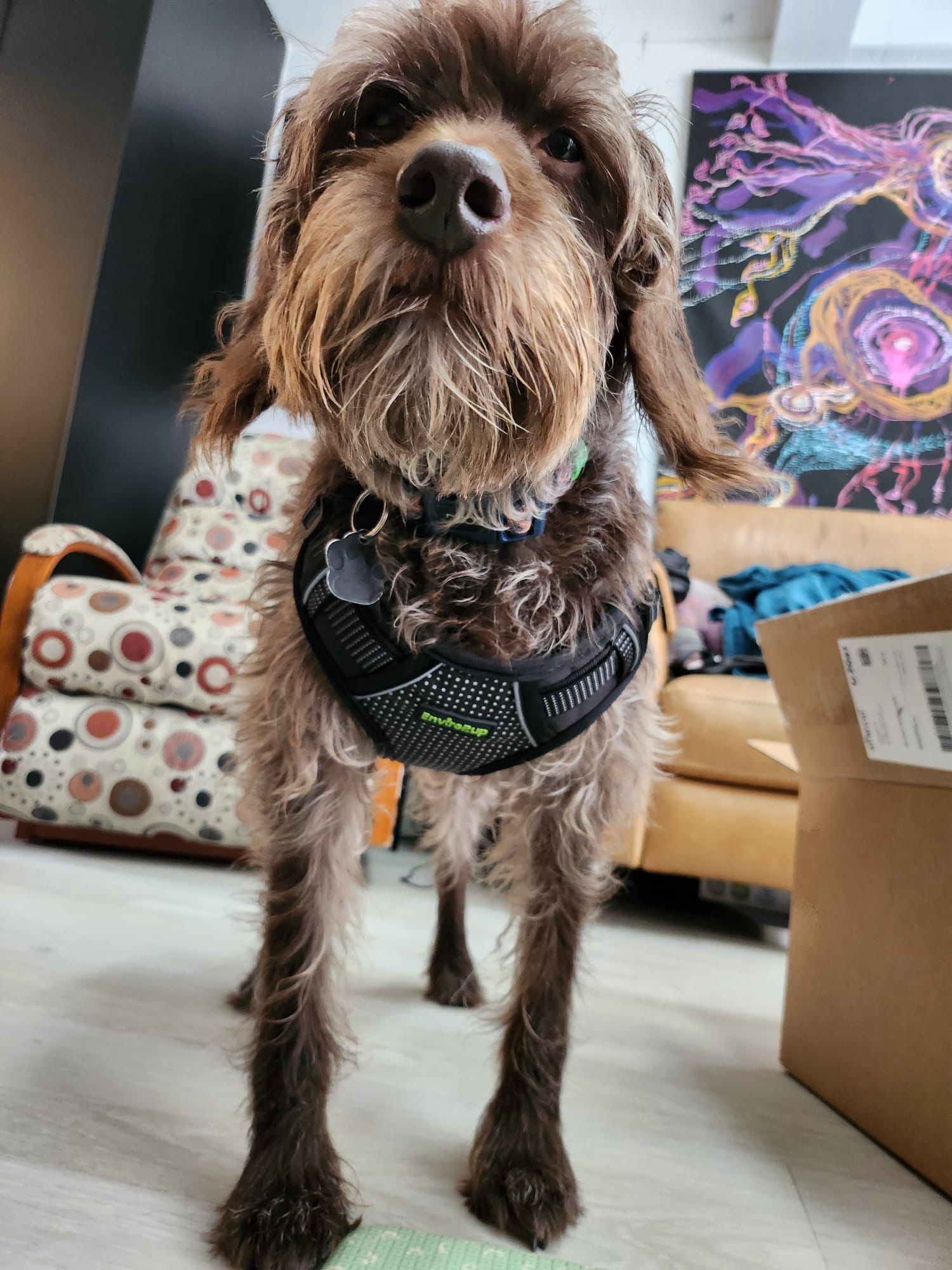Dog Harness – With Metal Tag - Envirobug