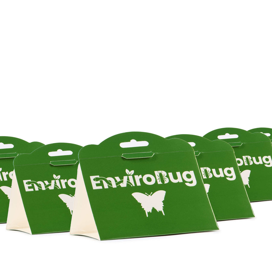 Lure+Stick: Pheromone Traps for Moths - Envirobug