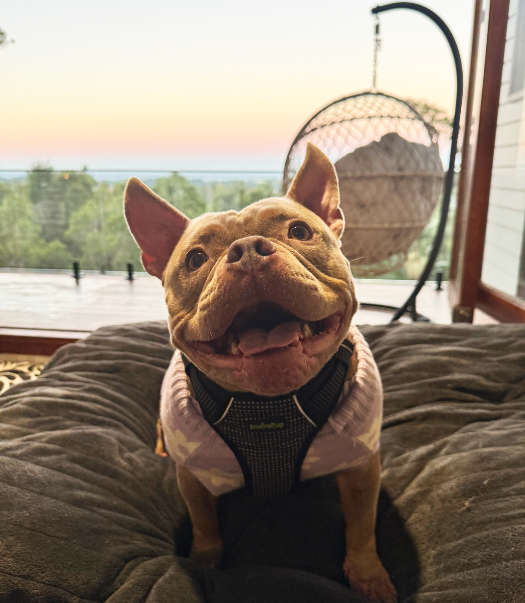 EnviroPup Classic Dog Harness – With Metal Tag - Envirobug