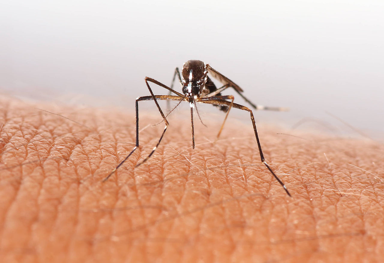 fighting-mosquito bites - mozzie traps