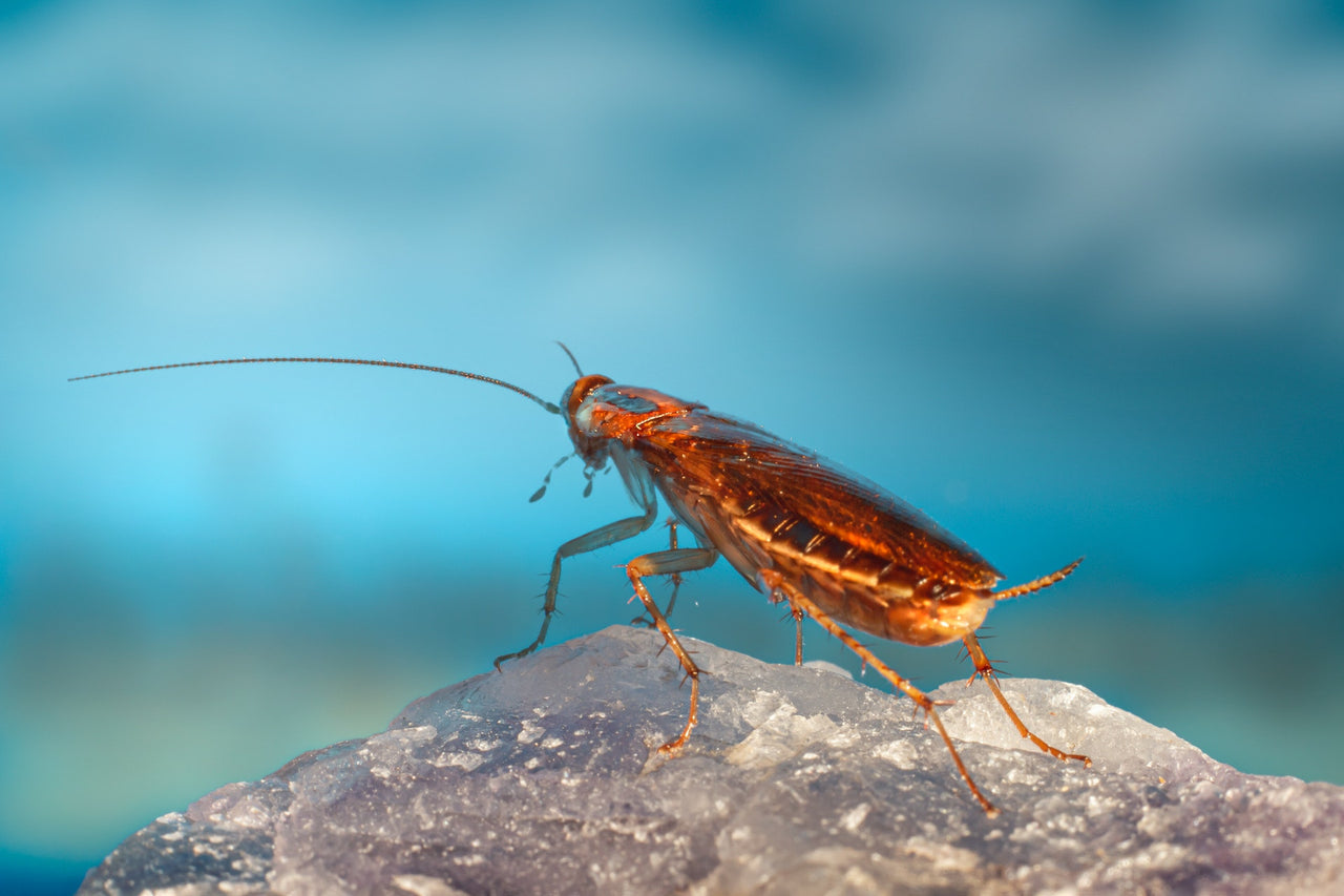 cockroach pest control, 1