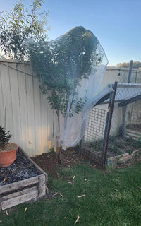 Thumbnail for EnviroBug Tree Defender – Fruit Tree Netting for Bird and Insect