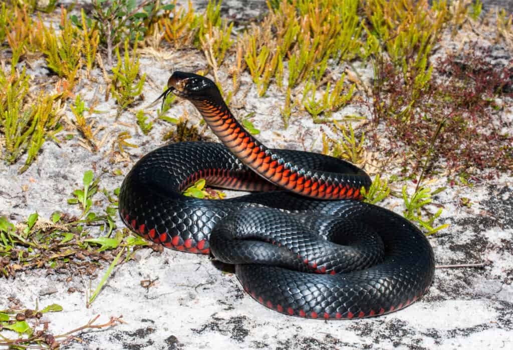 A red-bellied black snake in long grass